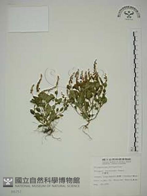 小扁豆藏品圖，第1張