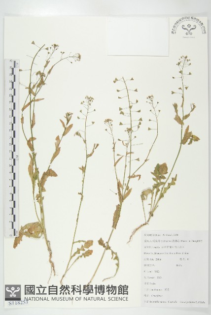 薺藏品圖，第1張