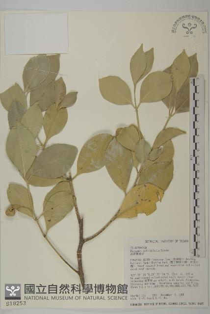 淡綠葉衛矛藏品圖，第1張