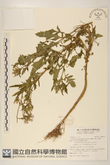 飛機草藏品圖，第1張