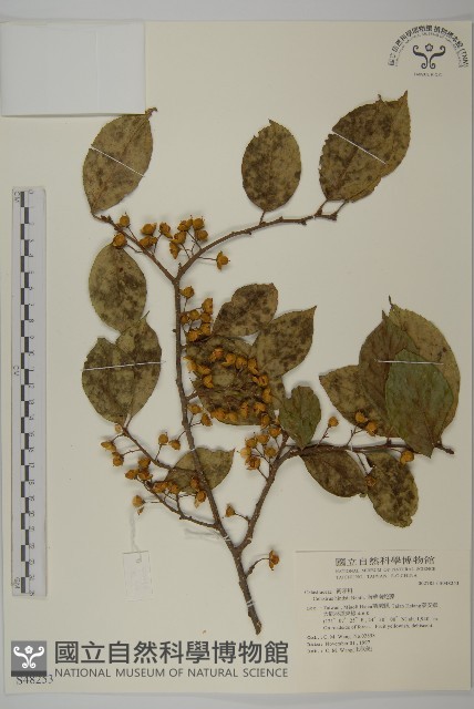 南華南蛇藤，青江藤藏品圖，第1張