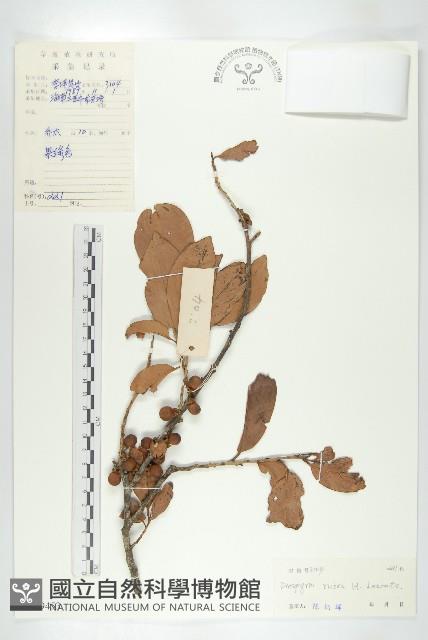 清茶柿藏品圖，第1張