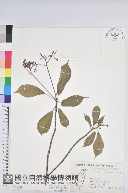 琴葉櫻藏品圖，第1張