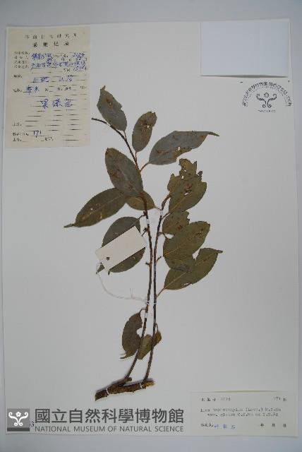 灰葉冬青藏品圖，第1張