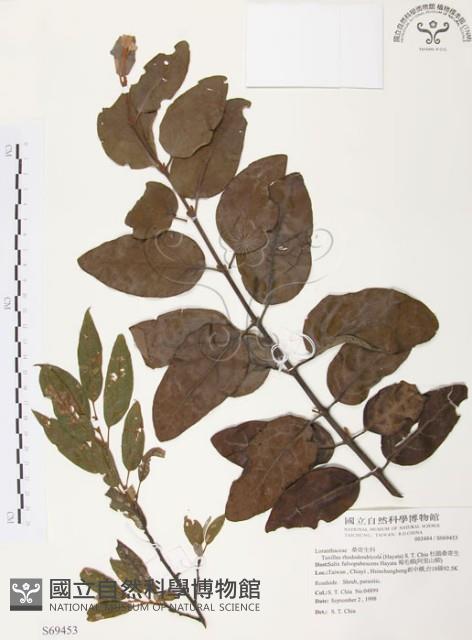 杜鵑桑寄生藏品圖，第1張