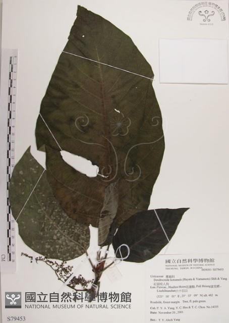 紅頭咬人狗藏品圖，第1張