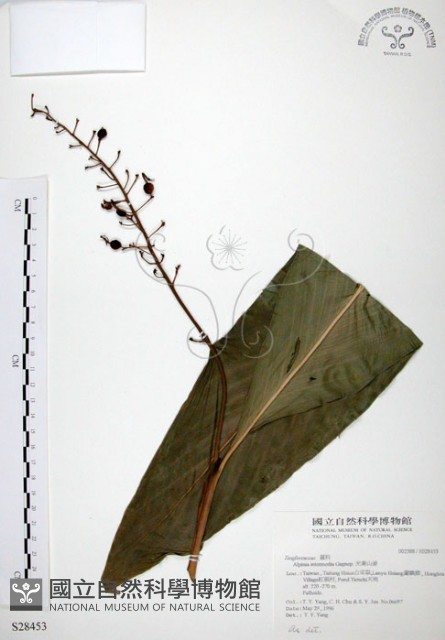 山月桃藏品圖，第1張