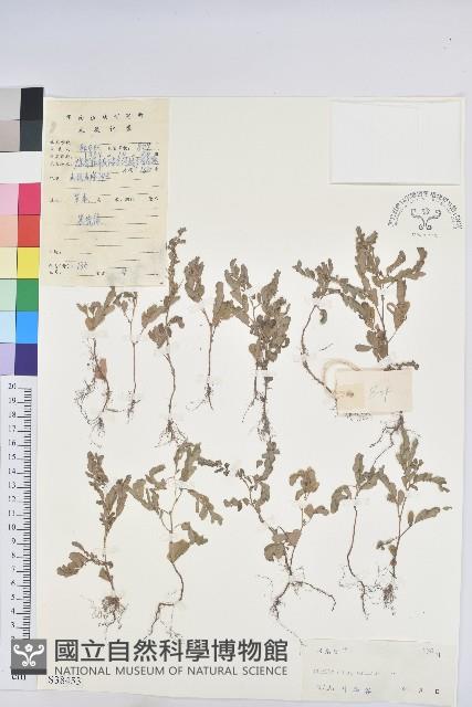 葉下珠、珠仔草藏品圖，第1張