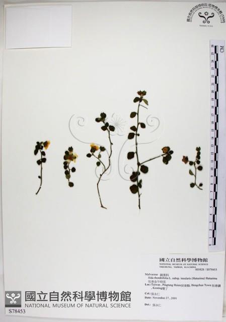 恆春金午時花藏品圖，第1張