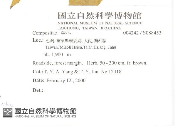 臺灣青木香藏品圖，第1張