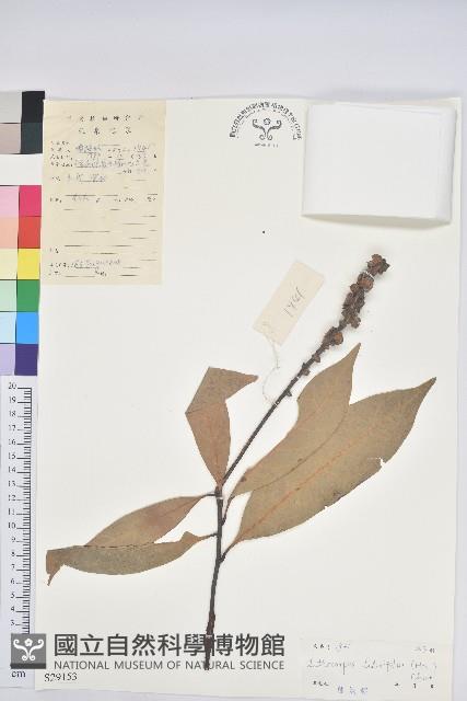 橿葉柯藏品圖，第1張