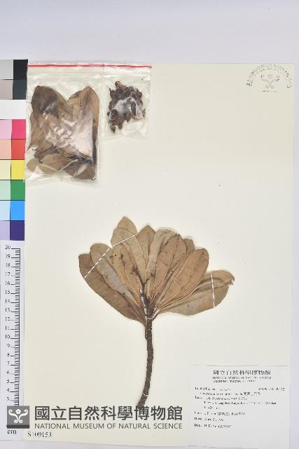 蘭嶼土沉香藏品圖，第1張