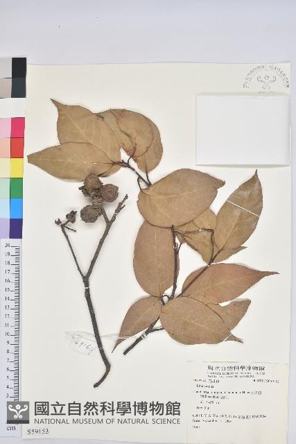 登錄號:S059153藏品圖，第1張