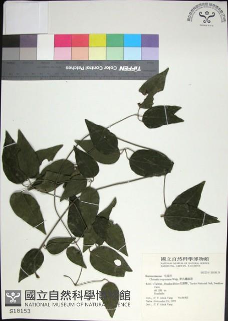 麥氏鐵線蓮藏品圖，第1張