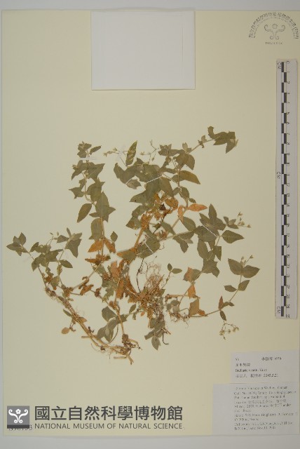 疏花繁縷藏品圖，第1張