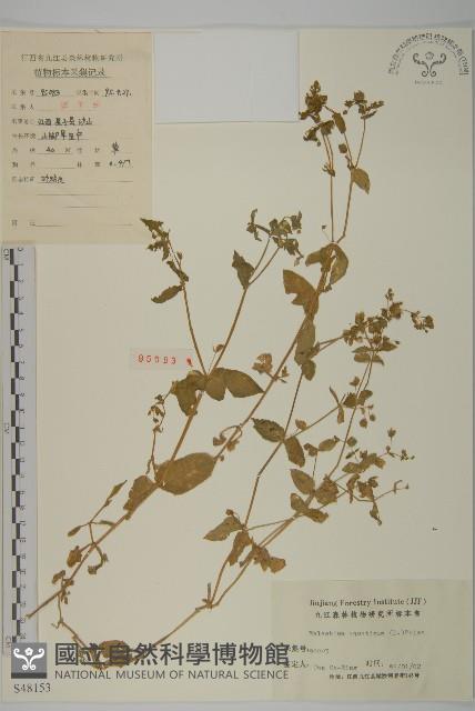 牛繁縷藏品圖，第1張