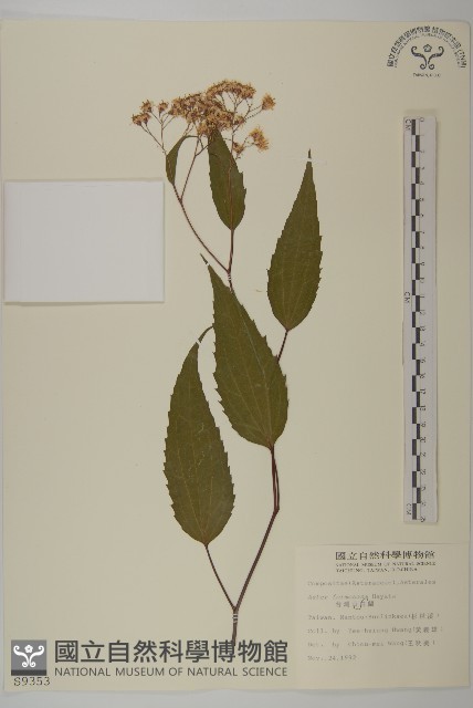 臺灣山白蘭藏品圖，第1張