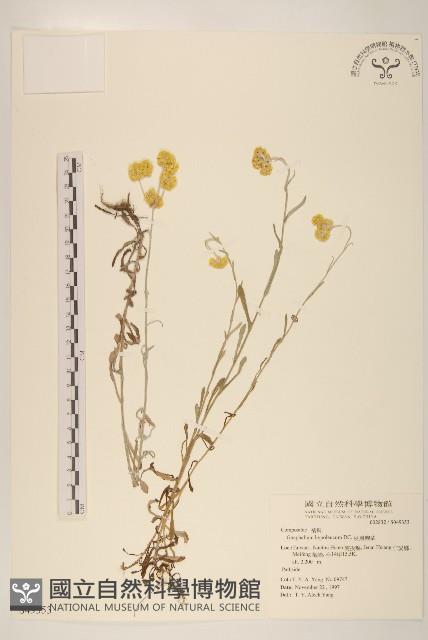 秋鼠麴草藏品圖，第1張