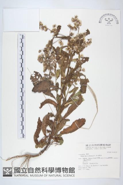 生毛將軍藏品圖，第1張