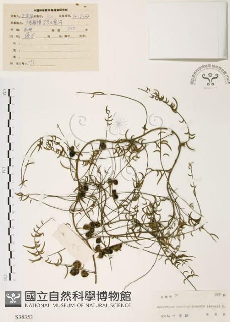 天門冬藏品圖，第1張