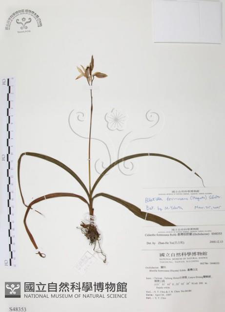 臺灣白及藏品圖，第1張