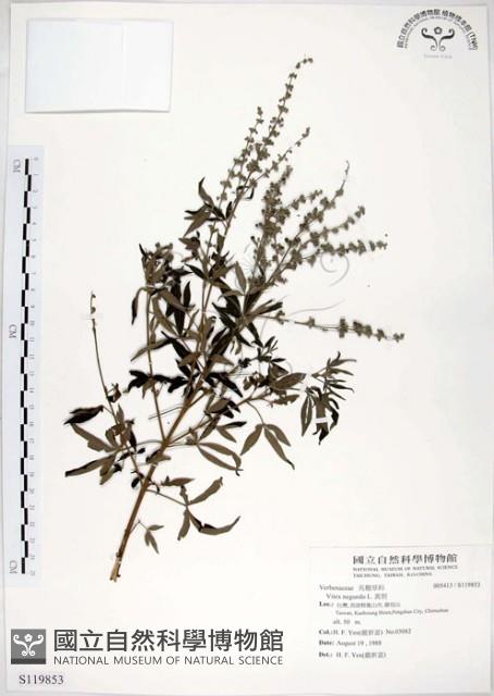 黃荊藏品圖，第1張