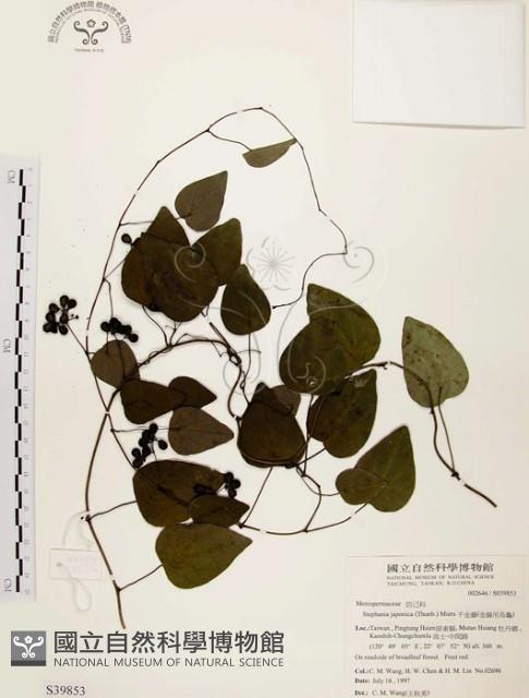 千金藤、金線吊烏龜藏品圖，第1張