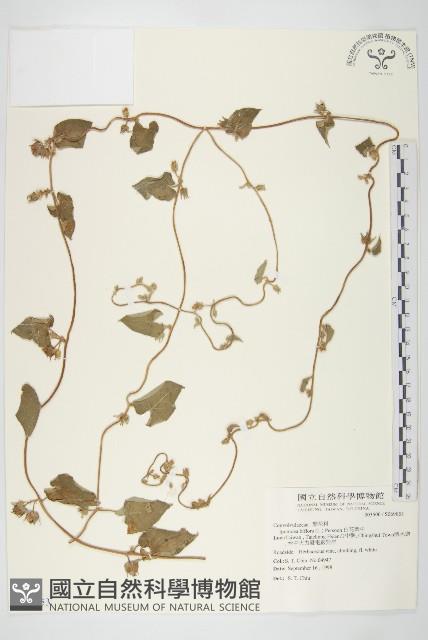 白花牽牛藏品圖，第1張