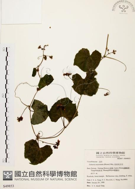 黑果馬交兒藏品圖，第1張