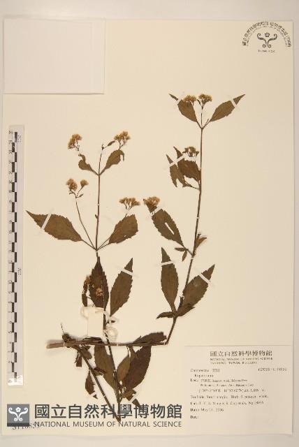 登錄號:S118853藏品圖，第1張