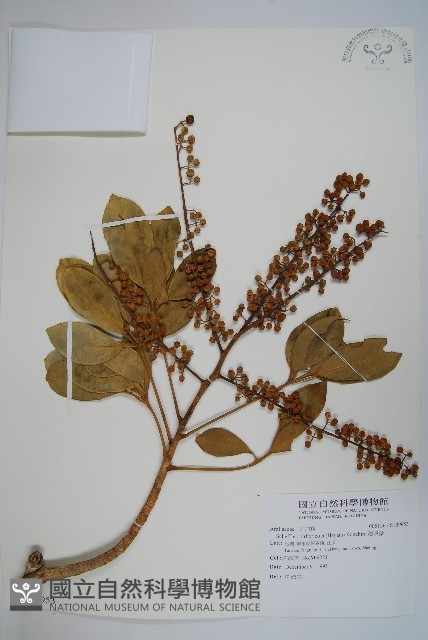 鵝掌蘗藏品圖，第1張