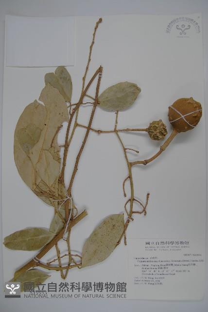 山柑、臺灣山柑藏品圖，第1張