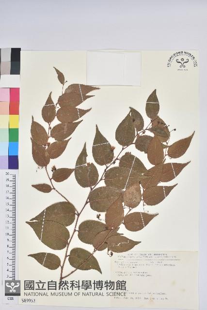 白珠樹藏品圖，第1張