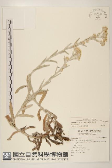 紅面番藏品圖，第1張