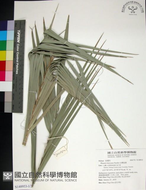 台灣海棗藏品圖，第1張