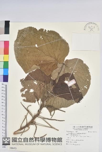 臺灣鐵莧藏品圖，第1張