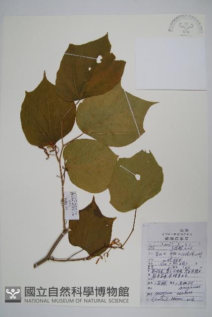 八角楓藏品圖，第1張