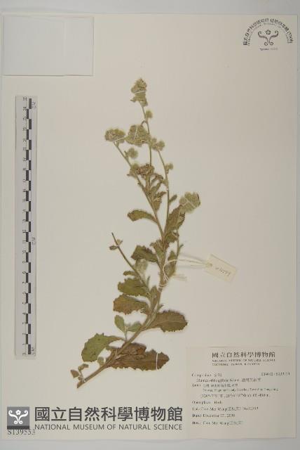 臺灣艾納香藏品圖，第1張