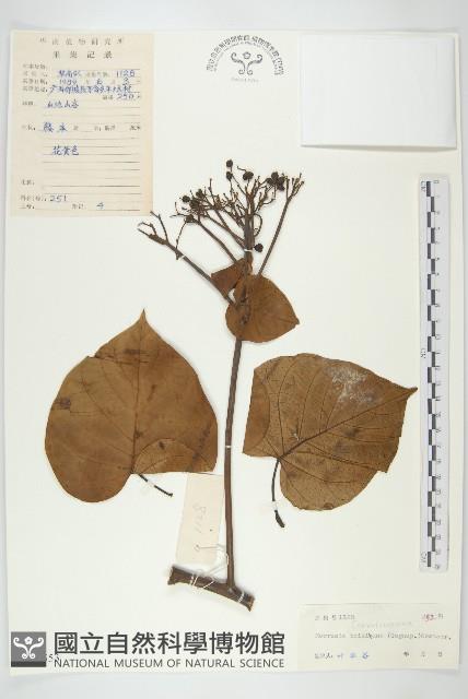 金鐘藤藏品圖，第1張