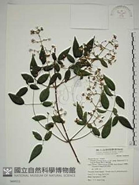 梨山小蓑衣藤藏品圖，第1張