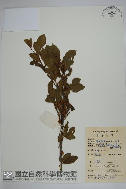 鼠李冬青、滿樹星藏品圖，第1張