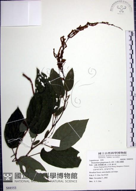 大葉山螞蝗藏品圖，第1張