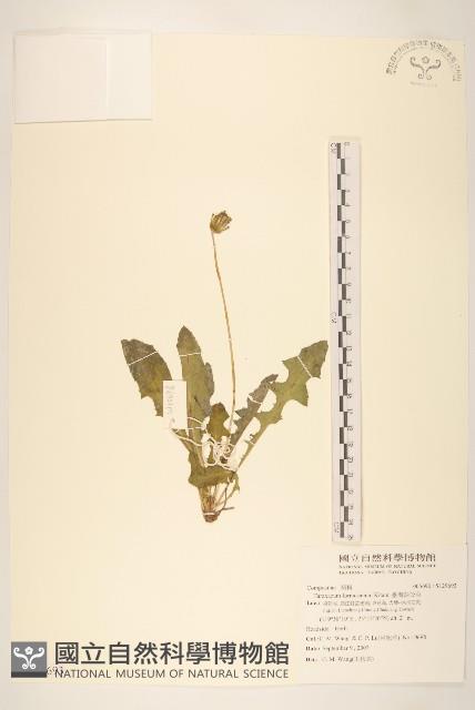 臺灣蒲公英藏品圖，第1張