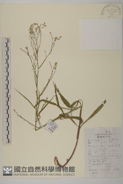 掃帚菊藏品圖，第1張