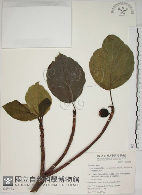 蘭嶼落葉榕藏品圖，第1張