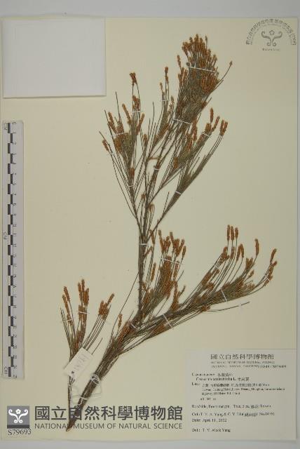 木麻黃藏品圖，第1張