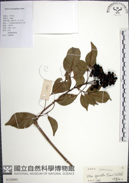 山埔姜藏品圖，第1張