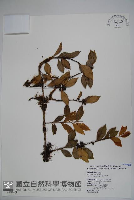 鈴木冬青藏品圖，第1張