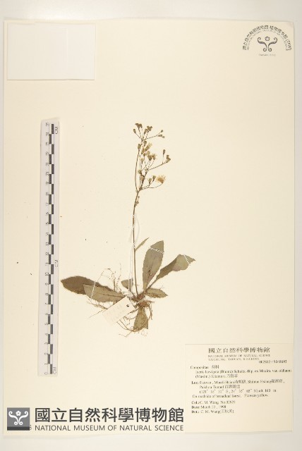 刀傷草藏品圖，第1張