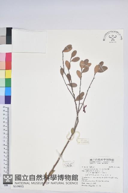 凹葉越橘藏品圖，第1張